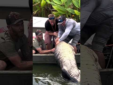 SWAMP PUPPIES CAN EAT YOU! #florida #newsflash #alligator #gator #hunting #viral #rip #notabass