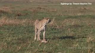 Mother Cheetah Hunts for Cubs in Masai Mara