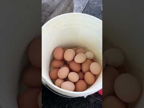 Moras con huevo para el desayuno 🍳