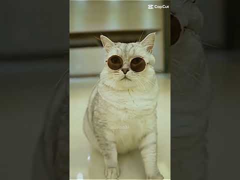 kucing berkedok ninja
