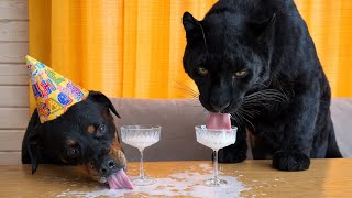 Celebrating Venza's birthday with Luna the panther 🥳(ENG SUB)