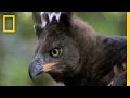 Water Chevrotain and Crowned Eagle
