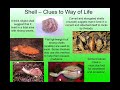 Bivalve Anatomy and Adaptations