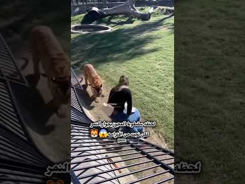 لحظه سقوط العجوز بجوار النمرشاهد لنهايه 😱💔 #حالات_واتس#ستوريات_انستا#اكسبلور#اشتراك#لايك#دويتو#فولو