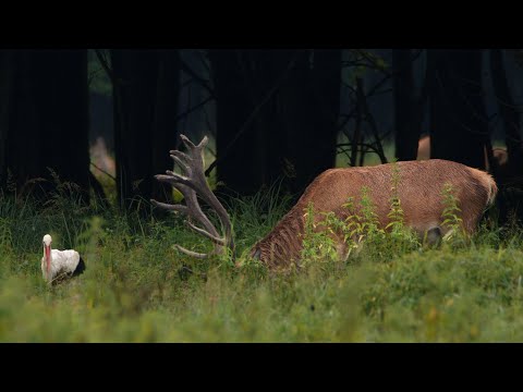 Deers with stork | Film Studio Aves
