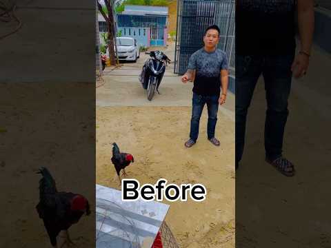 After 20 hours #aseelmurga #myfarmupdateaseel #allpetloversaseel #chicken #allpetstv #birds