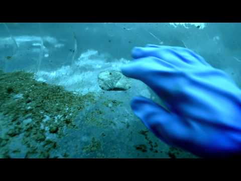 Arctic Diving in Greenland