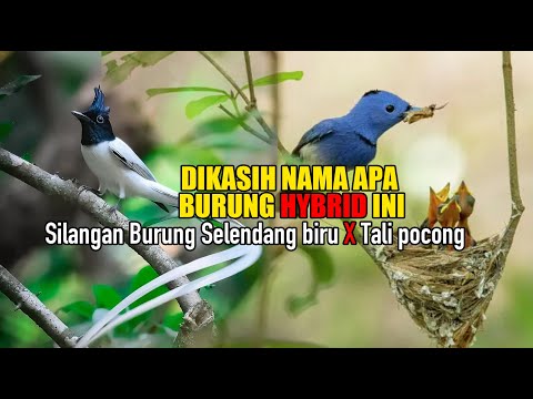 KEREN..!! BURUNG HYBRID BARU INI KITA NAMAIN APA ? HASIL KAWIN SILANG KECIHAP RANTING X TALI POCONG