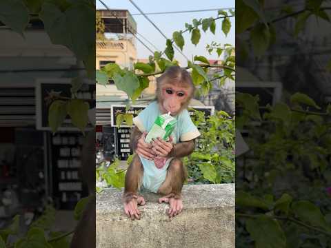 #cute #cutepets #monkey #babymonkey #cutemonkey #monkeydluffy #trendingshorts #animals #relax #baby