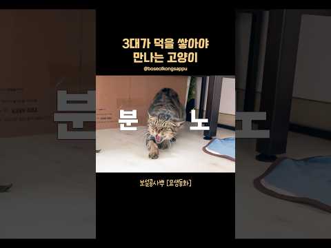 3대가 덕을 쌓아 만난 누워서 목욕하는 고양이😳 오늘의 귀요미
