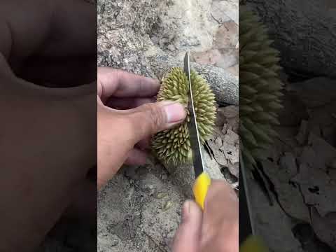 ตัดทุเรียน