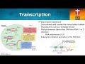 Protein Synthesis and Gene Expression