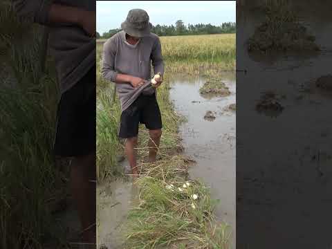 #Shorts _Lượm Trứng Vịt Đồng Tuổi Thơ _Duck Song Tv