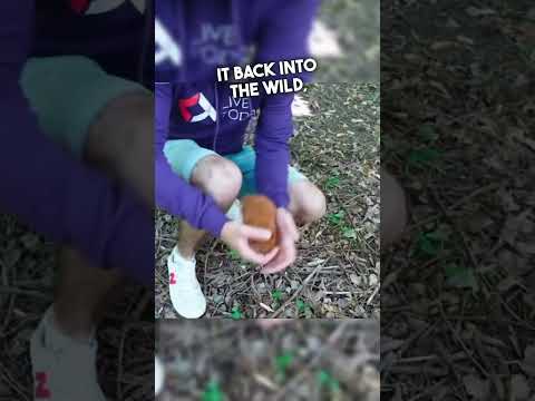 Squirrel trapped in a sharp wire mesh saved incredibly by men?Watch till the end?❤️ #dog #dogs #pets