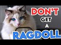 Ragdoll Cat Ownership Considerations