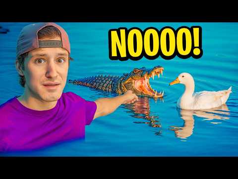 HAY UN COCODRILO EN EL LAGO DE MIS PATOS !!