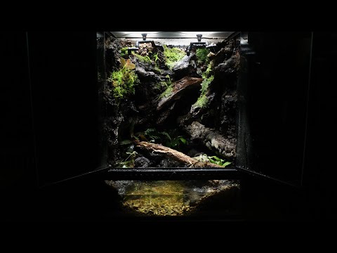 Creating a ‘valley with a small wooden bridge’ paludarium'작은 나무 다리가 있는 계곡' 팔루다리움 만들기 |  45*45*60