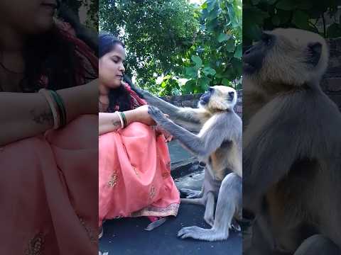 langur ne थप्पड़ mara Jay Shri Ram Jay 🚩🙏 Hanuman Jay Bajrangbali #viral #shorts