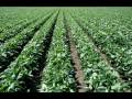 Sustainable Agriculture and Biofuels