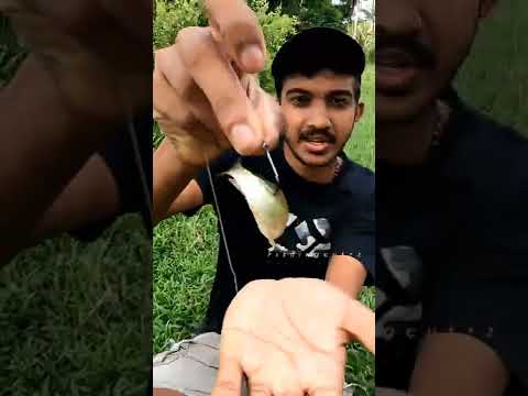 ഇങ്ങനെയാണ് വെട്ട് ചൂണ്ട ഇടുന്നത്. | traditional village fishing | traditional fishing | fishing |