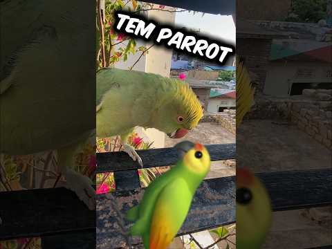 Hamare Parrot ko Cat Ne kha liya ￼🦜😭 #parrot #petsvlog #petslover #animals #pets #shorts