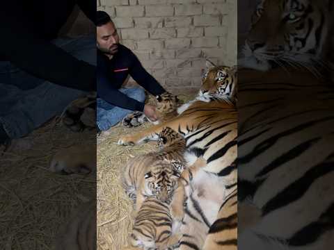 Tiger with cubs #MashaAllah #faiziwildlifefarm #savewildlife #savethetigers #tigercub
