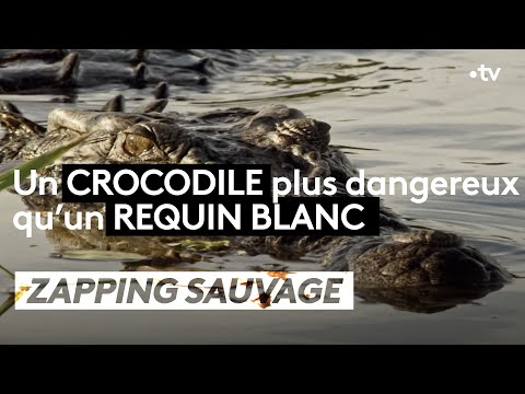 Un crocodile plus dangereux qu'un requin blanc ! - ZAPPING SAUVAGE