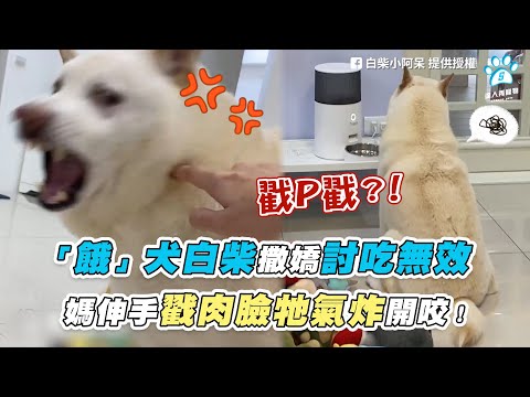 【「餓」犬白柴撒嬌討吃無效 媽伸手戳肉臉牠氣炸開咬！】｜@白柴小阿呆