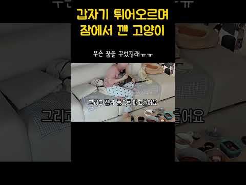 악몽꾸고 집사한테 안기는 고양이