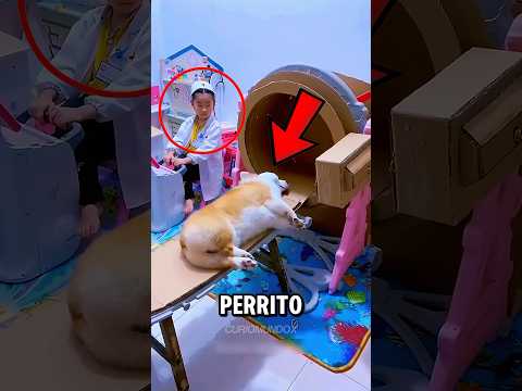 ¡Este PERRO Finge Estar Enfermo Todos Los Días!