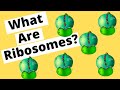Understanding Ribosomes and Proteins