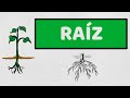 Anatomía y Funciones de las Raíces