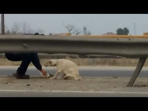 She Was Stranded on The Highway, Kneeling & Pleading for Help, But No One Stopped to Save Her