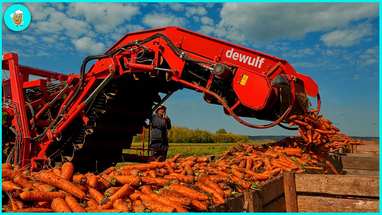 How To Harvest 73 Million Tons of Carrots | Agriculture Technology