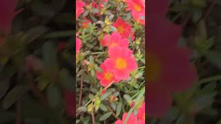 #hoa#flowers