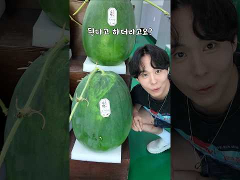 세상에서 제일 큰 초대형 수박ㅋㅋ