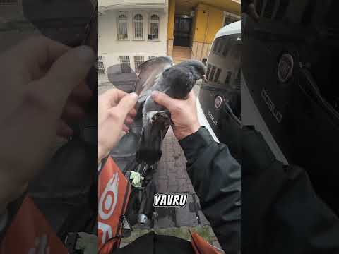 Linçlenmeyi hakkedecek bişey yok burada kuşum yaşama hakkını kordum! #mehmetbyhc