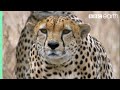 Cheetah Hunting Strategies