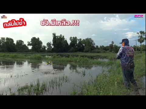 กลับไปซ้ำยังมีเหลือเหยื่อกบไฟfishingตกปลาช่อน