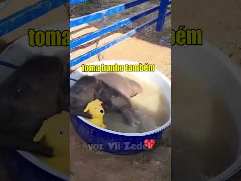 Bichinhos que nos entendem - RIÇONERONTE e banhão