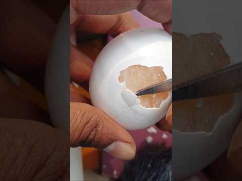 Guinness Book of World Records Challenge 🥚#shorts