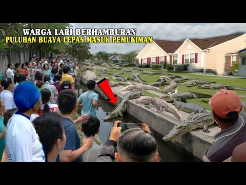 WARGA HEBOH!! PULUHAN BUAYA MENDADAK MASUK PEMUKIMAN PENDUDUK!! FENOMENA ANEH