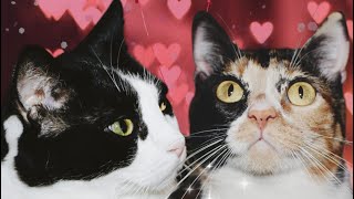 Recopilatorio especial San Valentin 😻😻