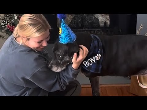 Woman has birthday party for dog in shelter for 1000 days