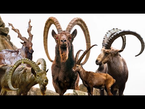 Wild Goat Species: Learn About Different Types of Wild Goats