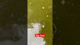 Big Carp Eats Toast #Karpfen #Toast #Big #Eats #fyp#Viral #Fishing #FishingForLife #Fischi
