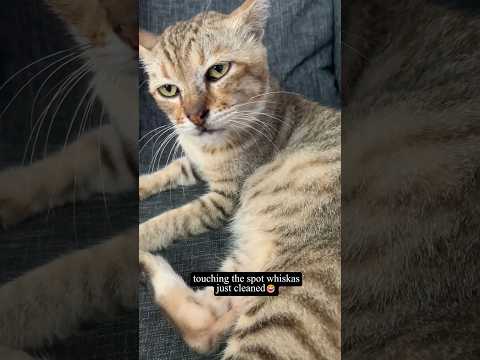 touching the spot whiskas just cleaned🤣 #cat #funny #funnycats #funnypets #mycat #kitten #fyp