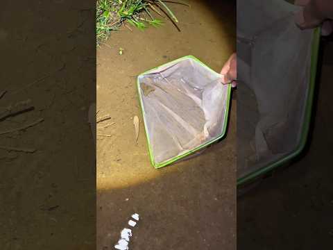 Dapat banyak ikan chana di banjiran 😁 #shorts #fishing #viral