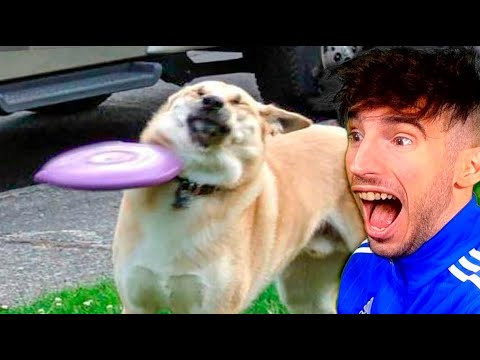 LOS ANIMALES MAS GRACIOSOS Y DIVERTIDOS DE 2020 *ME RIO MUCHISIMO*
