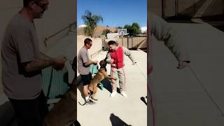 Taking A Bite From A Police Dog!